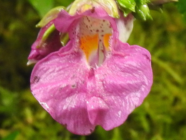 RSCN0609