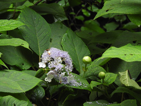 DSCN4252