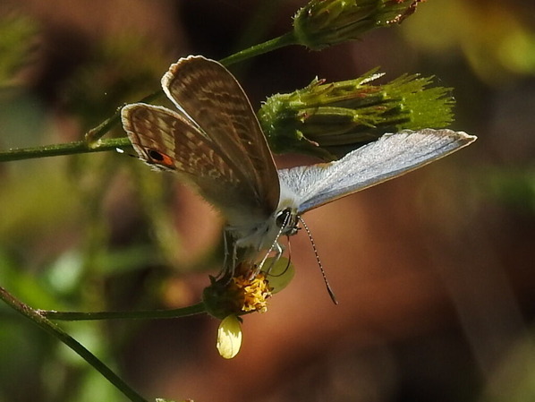 RSCN1082