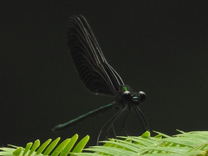 RSCN5768