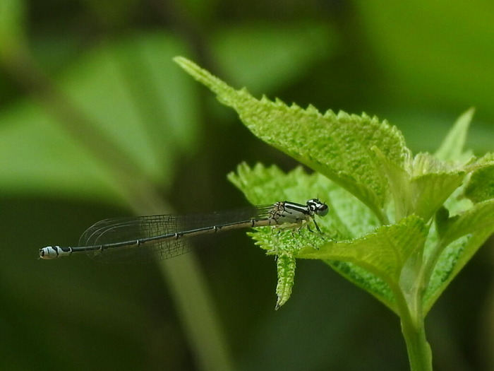 RSCN5637