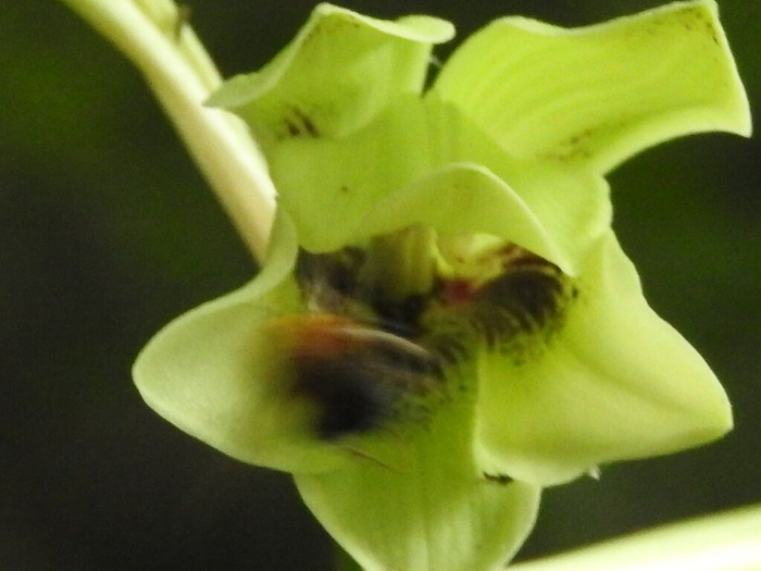 RSCN6094