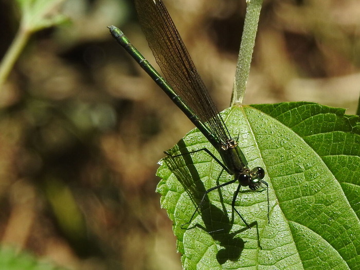 RSCN5773