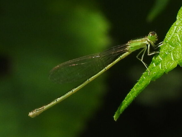 RSCN6655