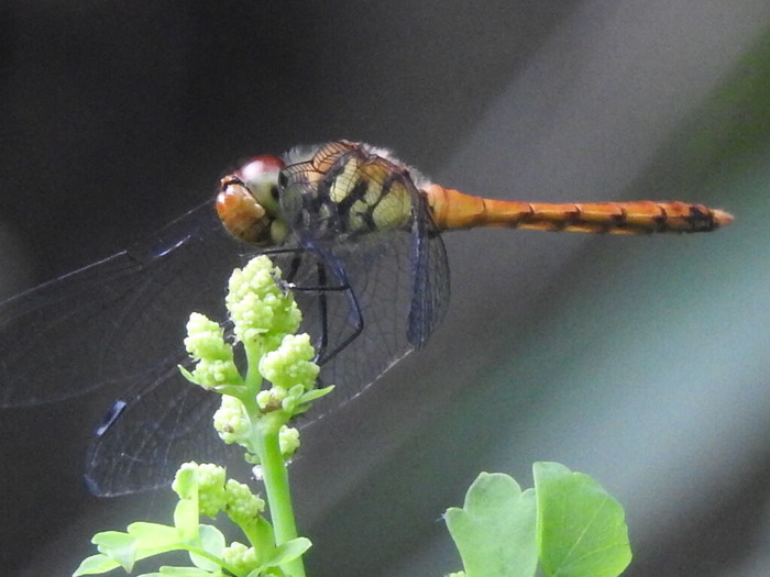 RSCN6365