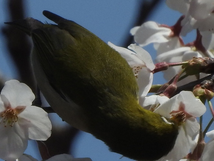 RSCN3214