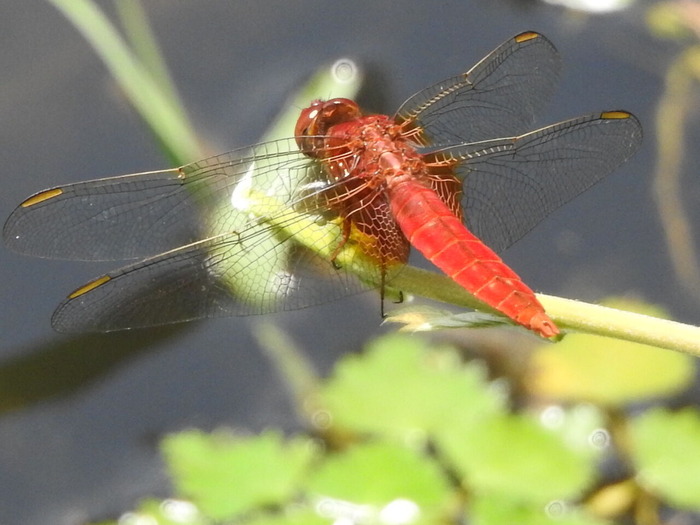 RSCN5648