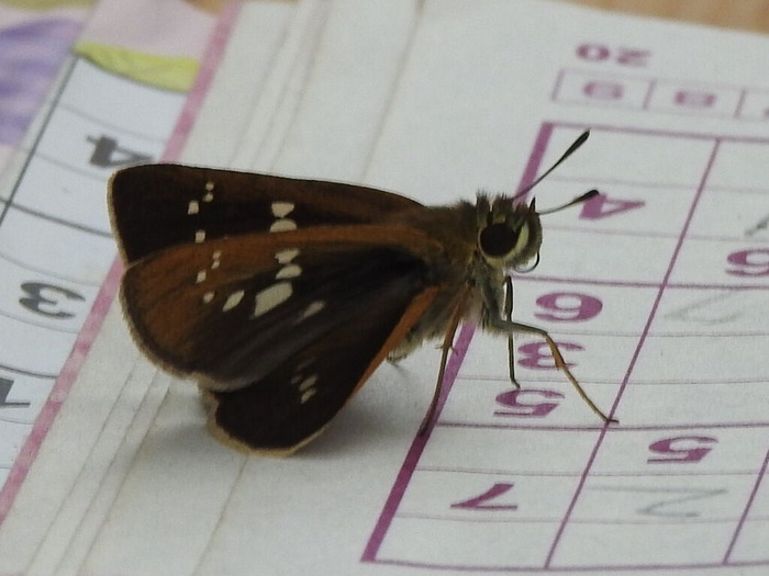 RSCN7789