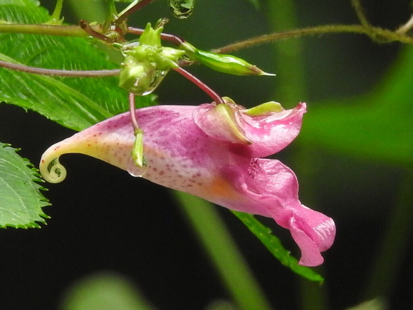 RSCN0604