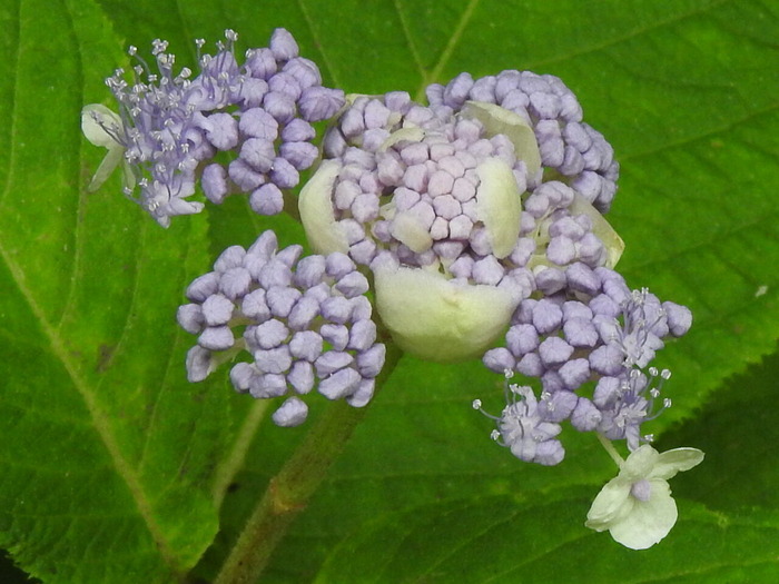 RSCN7019