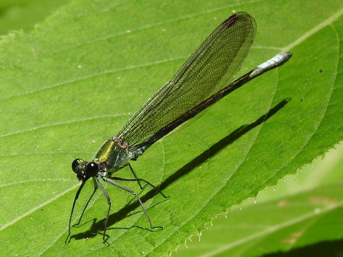 RSCN5762