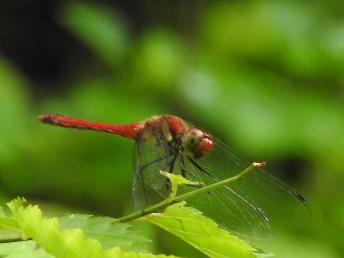 RSCN7874