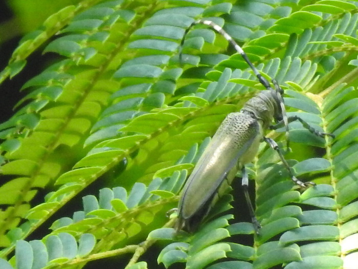 RSCN5987