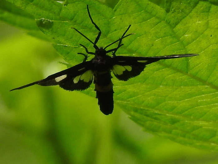 RSCN8022