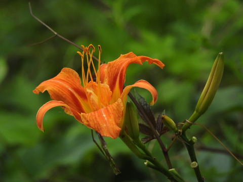 DSCN4316