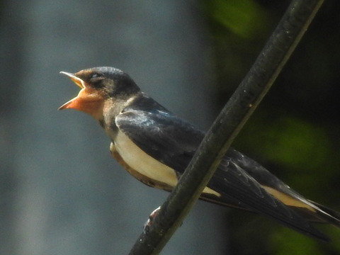 RSCN4864