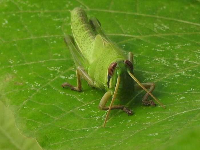 RSCN8186