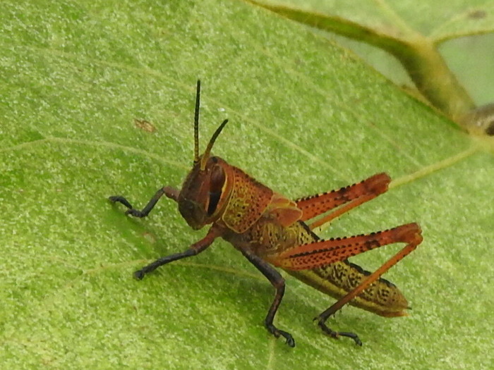 RSCN8773