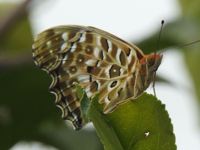 RSCN9050