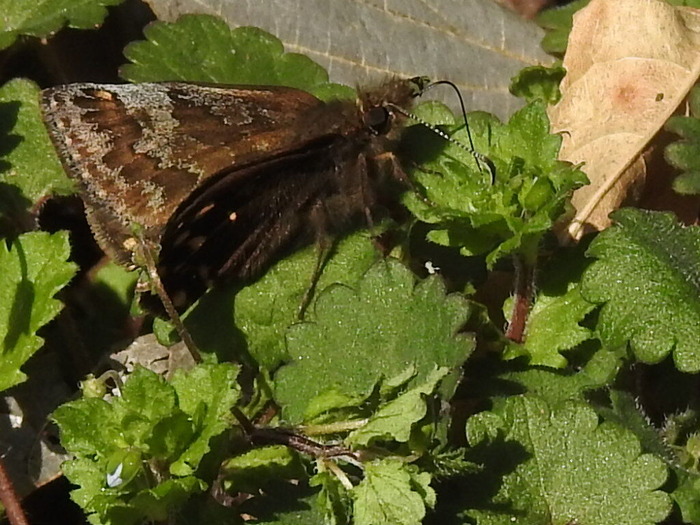 RSCN3189