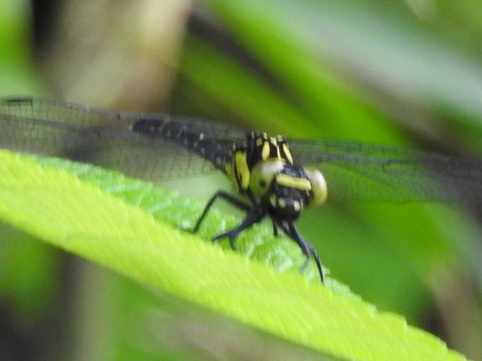 RSCN5320