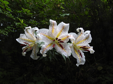 DSCN4625