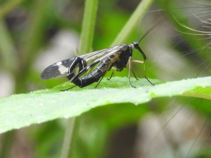 RSCN6163