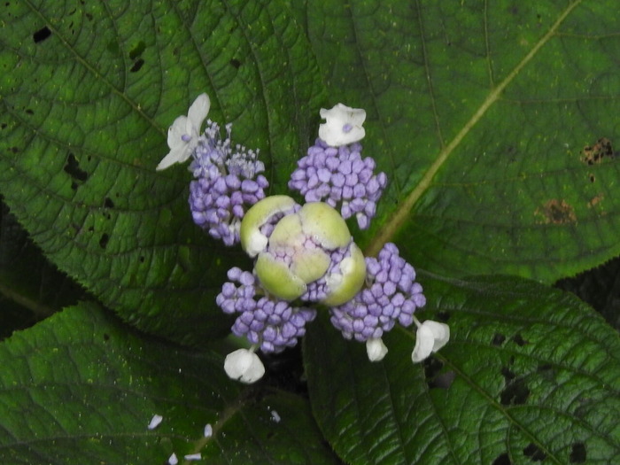 RSCN7420