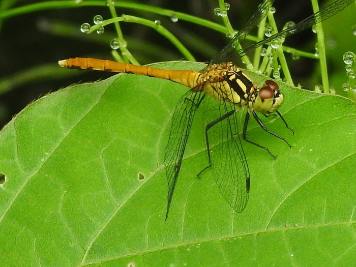 RSCN7248