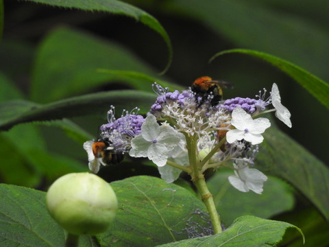 DSCN0594