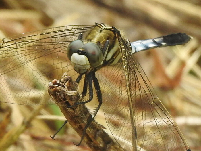 RSCN6342