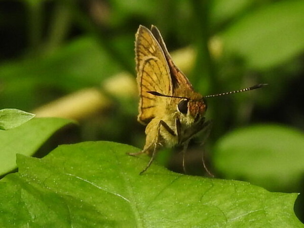 RSCN7921