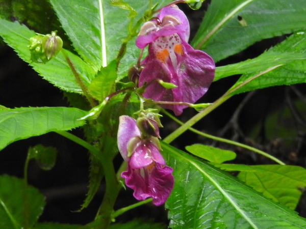 RSCN0402