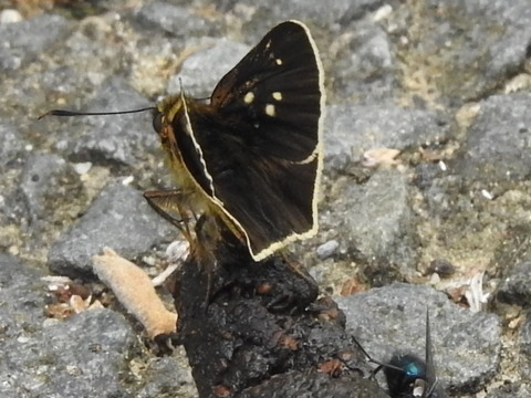RSCN2597