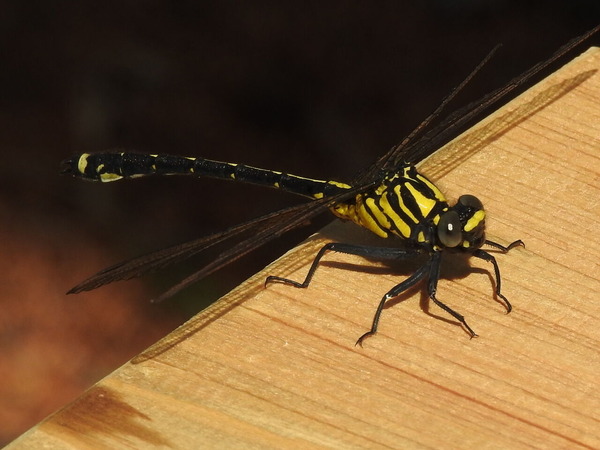 RSCN7352