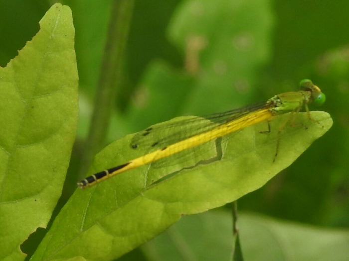 RSCN5831
