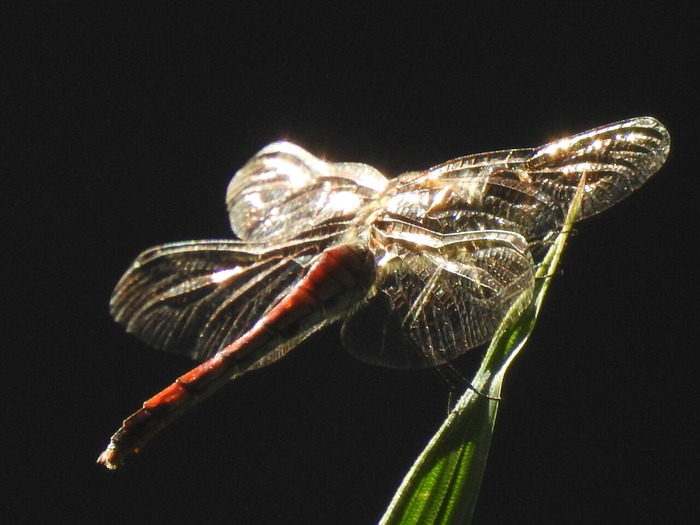RSCN9023