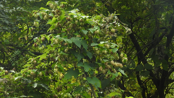 DSCN2757