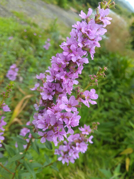 DSC_2428 (1)