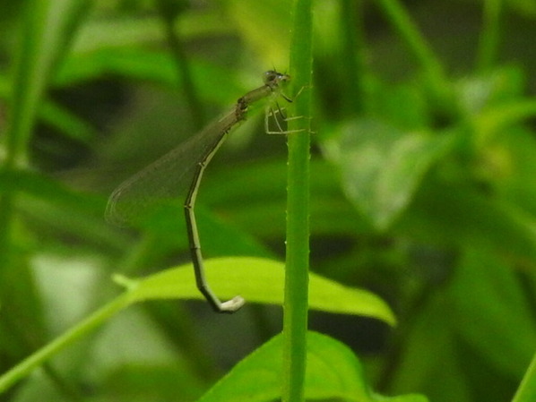 RSCN1887