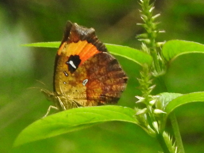 RSCN7403