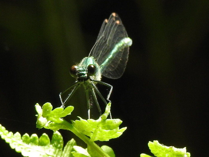 RSCN5493