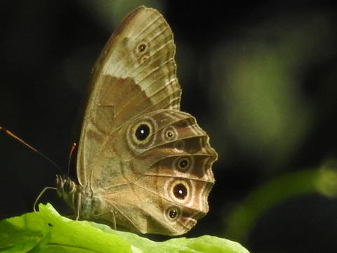 RSCN1681