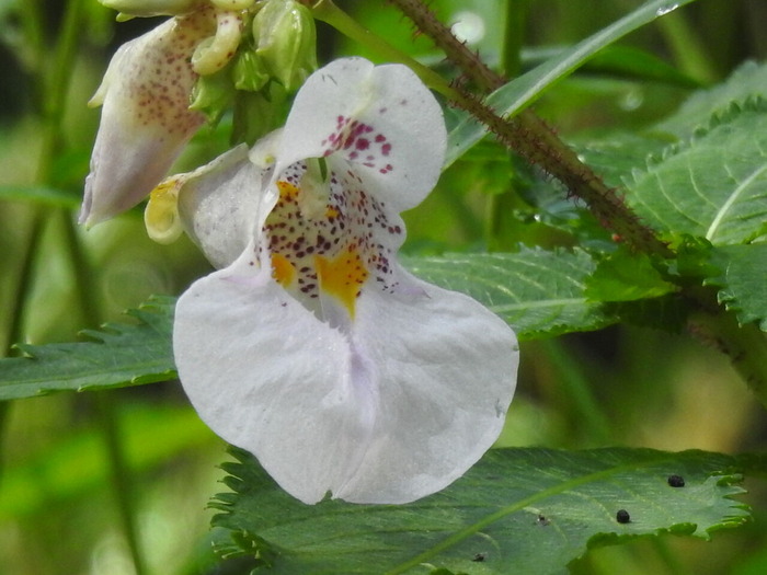 RSCN8682