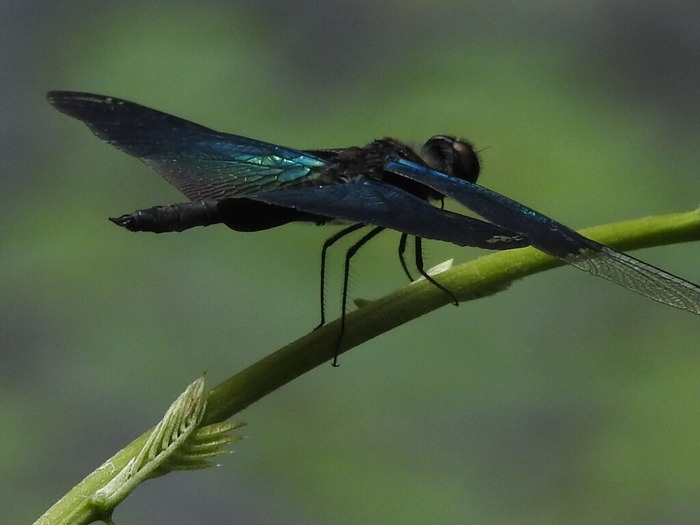 RSCN5838