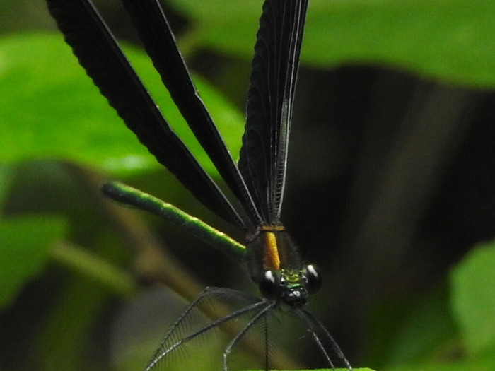 RSCN6613