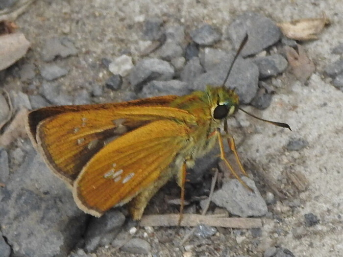 RSCN7759