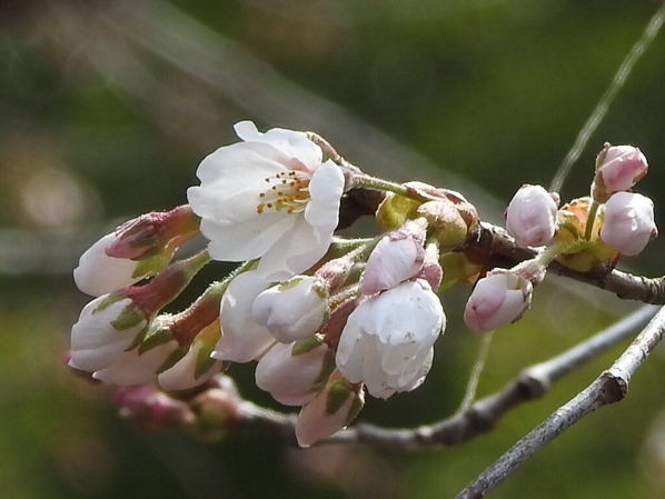 RSCN6382