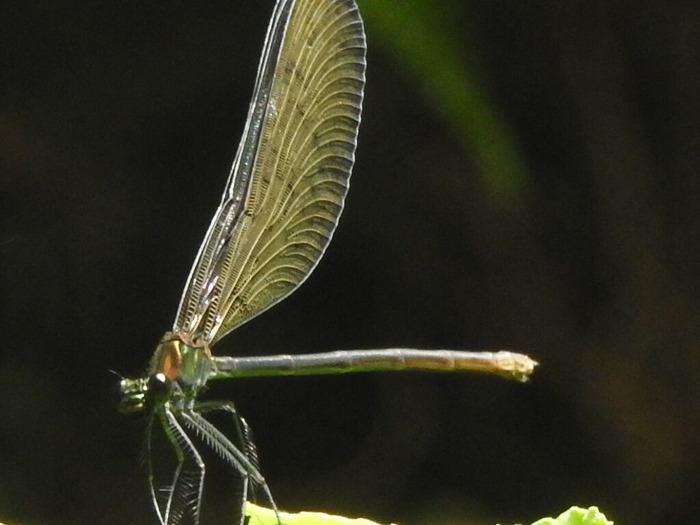 RSCN6173