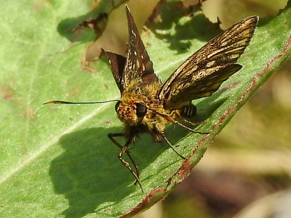 RSCN6931